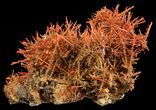 Bright Orange Crocoite Crystals - Tasmania #64364-2